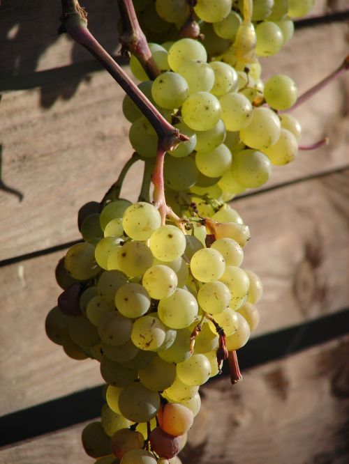 grapes vine wine