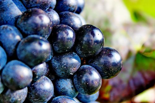 grapes blue ripe grapes