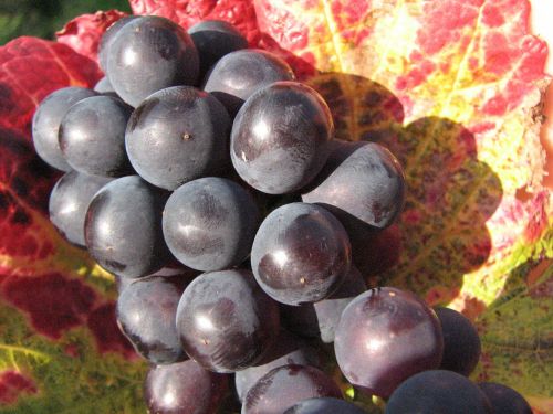 grapes red wine