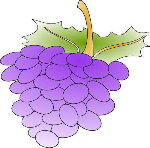grapes vine produce
