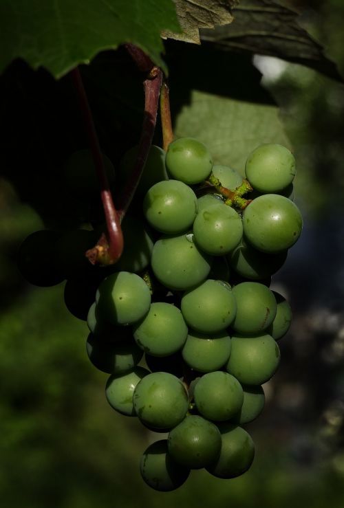grapes wine berries panicle