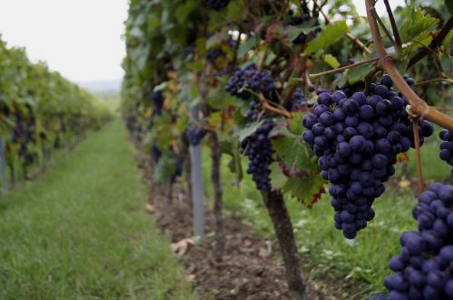 grapes wine vine