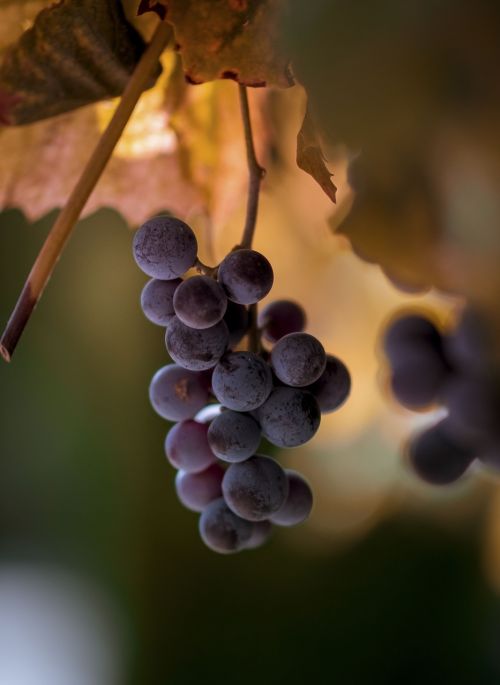 grapes fruit farm