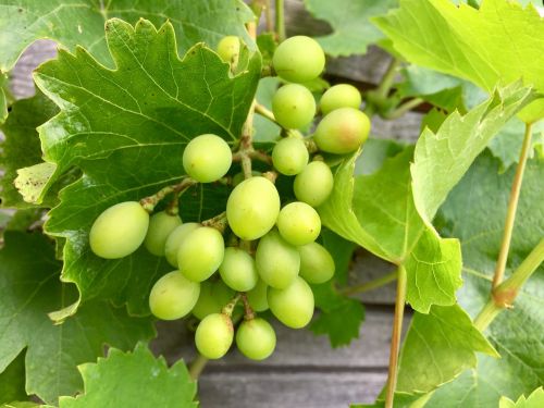 grapes immature fruit