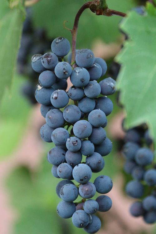 grapes vines stock fruits