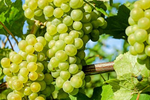 grapes fruit winegrowing