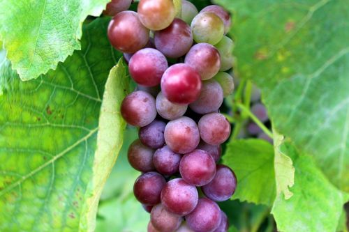 grapes plant eating