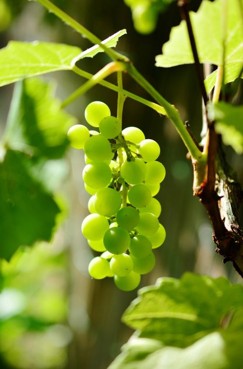 grapes winegrowing green grapes