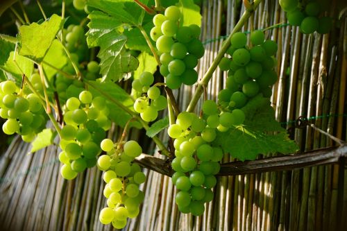 grapes winegrowing green grapes