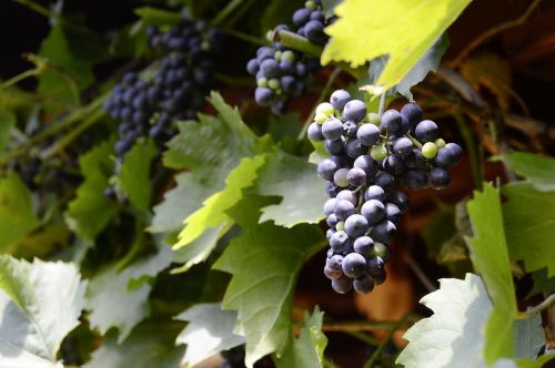grapes winegrowing vine
