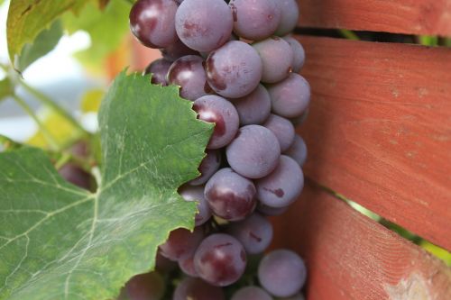grapes nature the cultivation of
