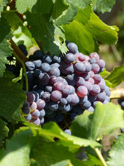 grapes vineyard vintage