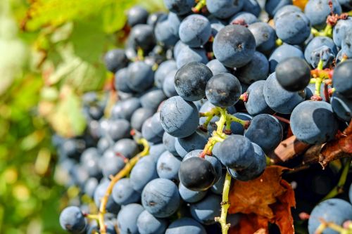 grapes fruit blue