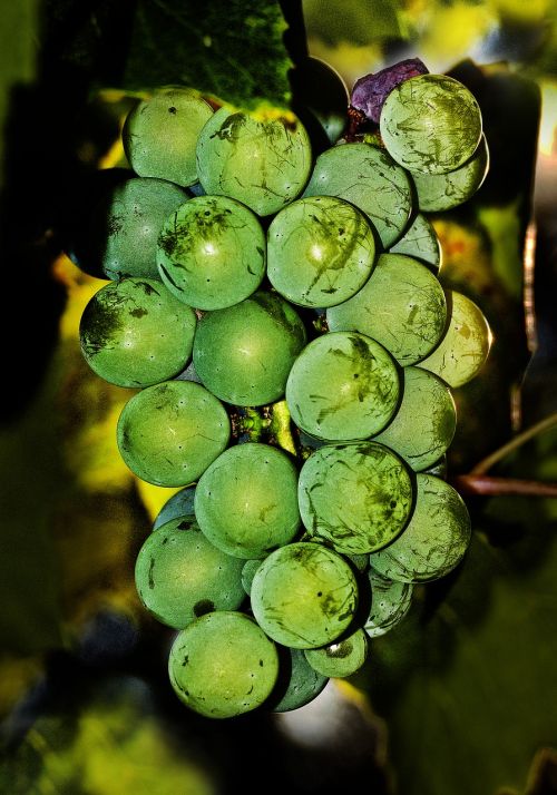 grapes gewürztraminer vine