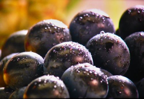 grapes fruit blue