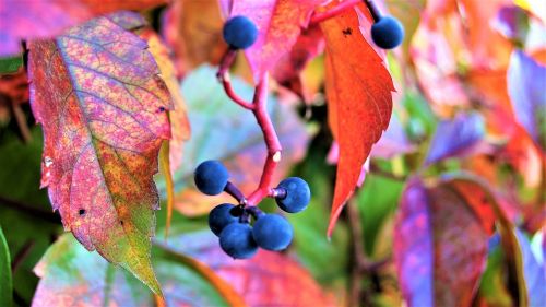 grapes foliage autumn