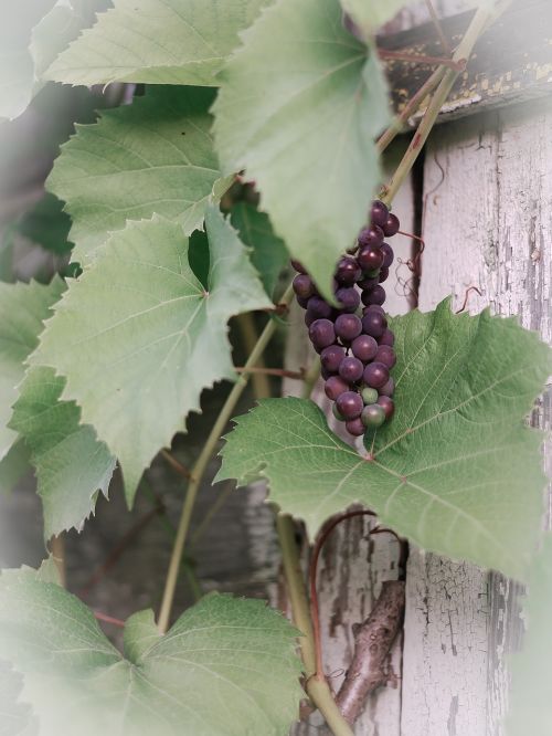 grapes summer plant