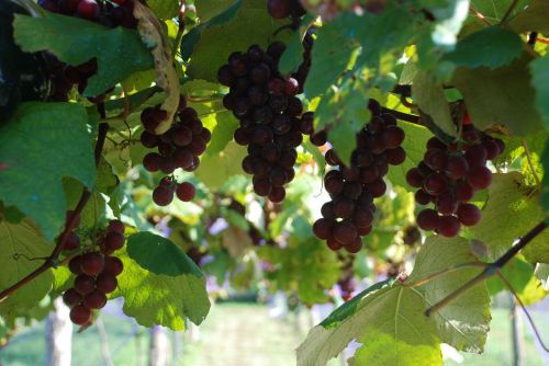 grapes grape vintage