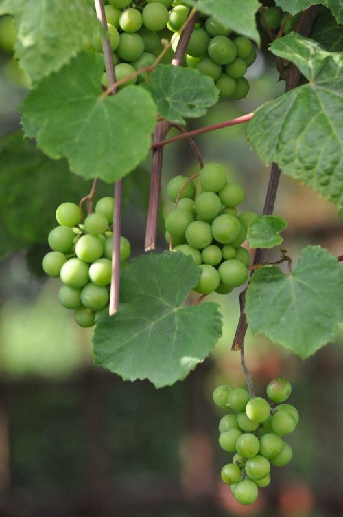 grapes green