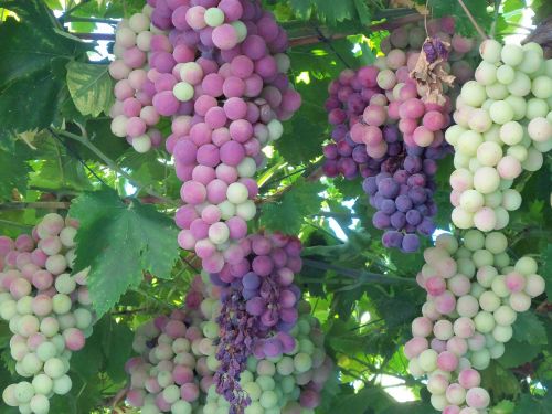 grapes fruit wine