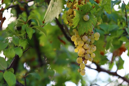 grapes autumn health