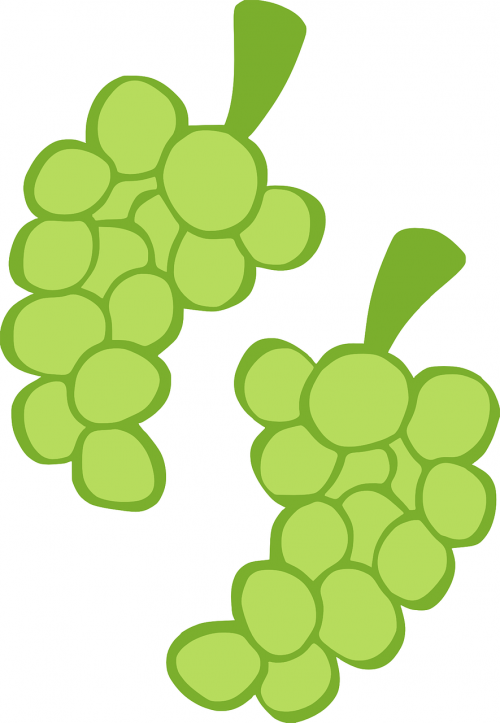 grapes green fruit