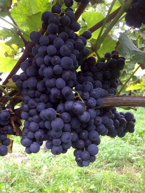 grapes vines red wine
