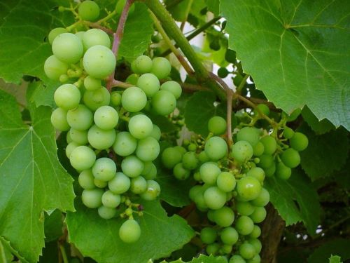 grapes white grapes grape stock