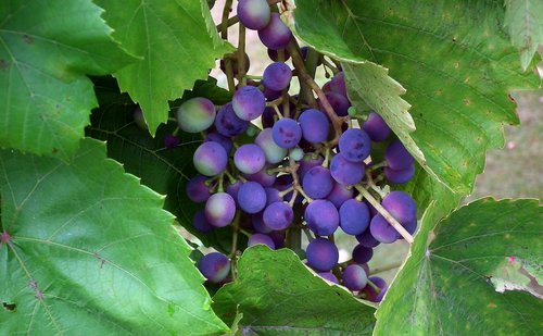 grapes  foliage  vineyard