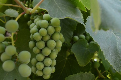 grapes  unripe grapes  a bunch of