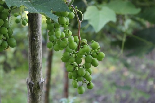 grapes  grapevine  vine