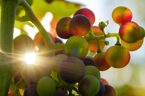 grapes  sun  sunbeam
