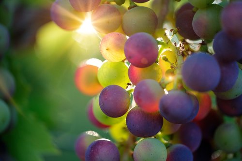 grapes  sun  sunbeam