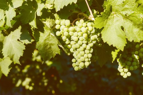 grapes  fruit  vines