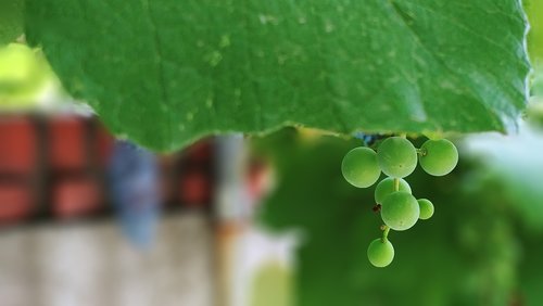 grapes  ceongpodo  fruit