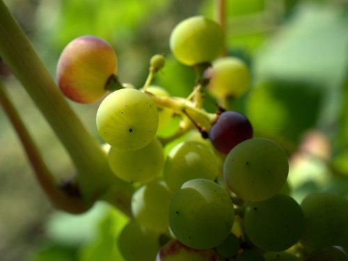 grapes  winegrowing  vine