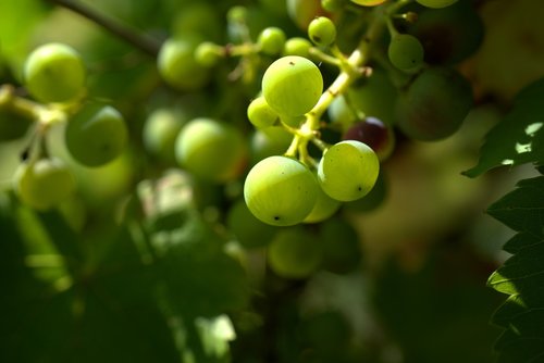 grapes  grapevine  vine