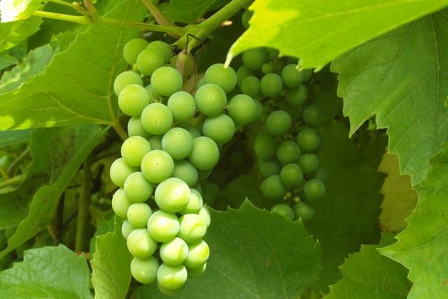 grapes  garden  fruit