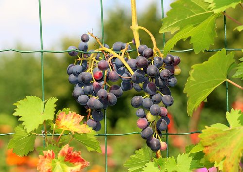 grapes  fruit  summer