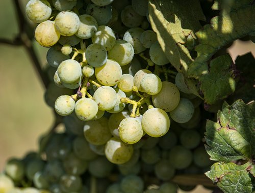 grapes  vines stock  wine