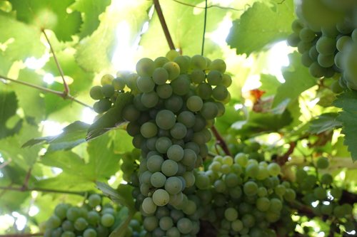 grapes  fruit  wine