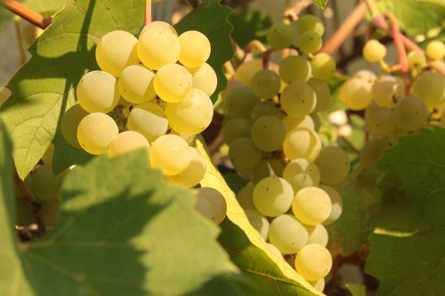 grapes  vines  white