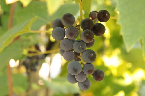 grapes  spray  fruit