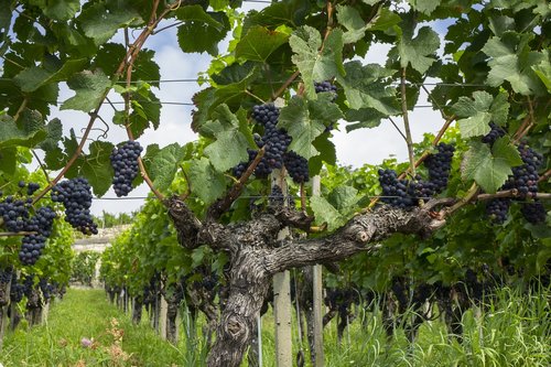 grapes  vine  fruit