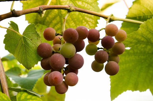 grapes  summer  loza