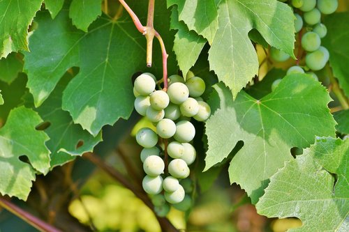 grapes  vine  fruit