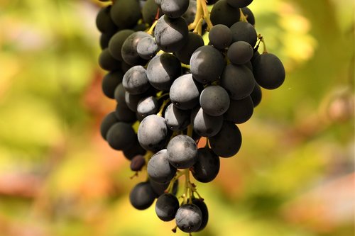 grapes  wine  garden