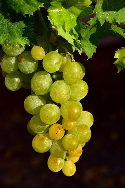 grapes  fruit  sweet