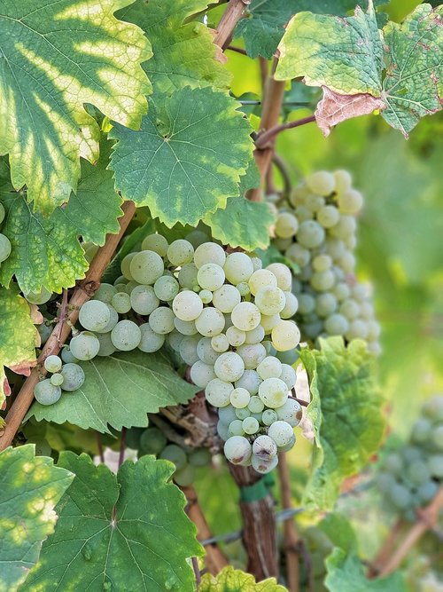 grapes  vine  vineyard