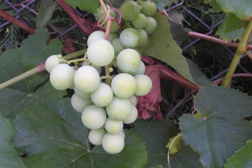 grapes  garden  fruit